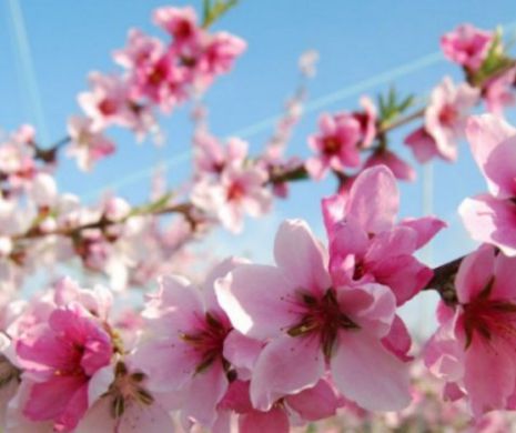 Cele mai FRUMOASE URĂRI de FLORII. Cum să îi impresionezi pe cei dragi