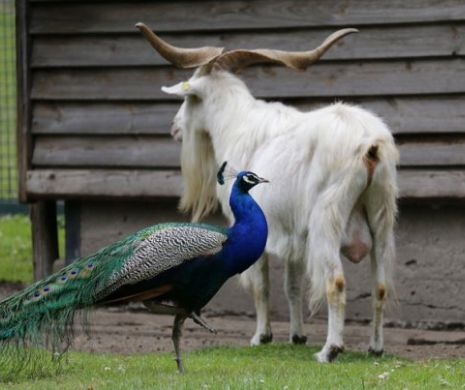 Germania: români condamnaţi la închisoare după ce au ucis o capră dintr-o grădină zoologică. Cum şi-au justificat gestul