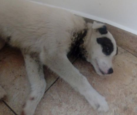 Încă un animal maltratat în Banat. Un cățel de cinci luni a fost spânzurat cu o sârmă