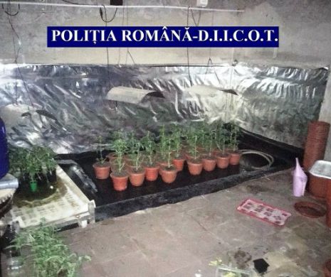 PECHEZIȚII de AMPLOARE la TRAFICANȚII de DROGURI. Grupare infracțională, cu 50 de suspecți, destructurată de polițiștii antidrog Constanța