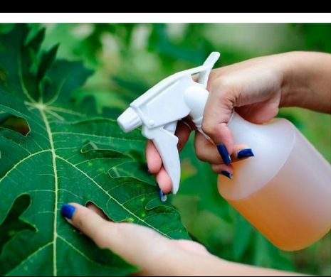 Pesticid organic, natural, din coji de portocală