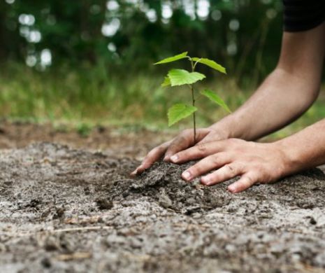Plantarea pădurii Centenar. Ministerul Apelor și Pădurilor au lansat o INVITAȚIE