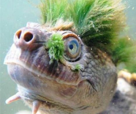 Țestoasa PUNK transmite un SOS