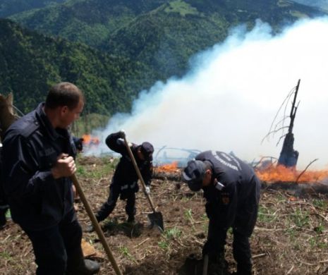 ARD PĂDURILE. Incendii PUTERNICE în munți. SUTE de pompieri și pădurari INTERVIN