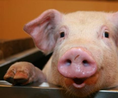 Cercetătorii ANUNŢĂ că au reuşit să READUCĂ la VIAŢĂ creierele a 100 de PORCI sacrificaţi