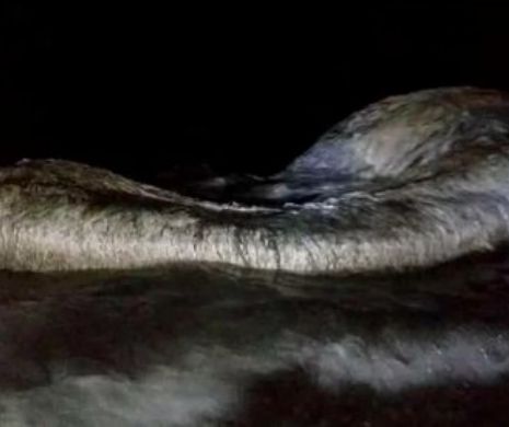 Creatură URIAȘĂ eșuată la mal. Bătrânii spun că este o ființă MITOLOGICĂ. Poliția a ÎNCHIS zona