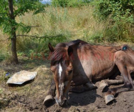 Cruzime fără limite! Un brăilean i-a smuls potcoavele iepei sale și a lasat-o să moară pe câmp