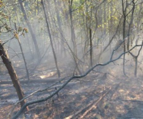 INCENDIU DEVASTATOR ACUM, în România! Intervin zeci de pompieri