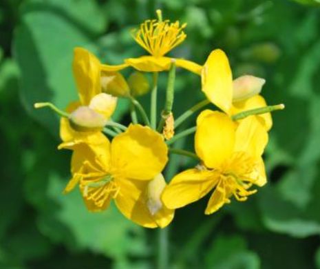 Planta-MINUNE ce tratează 150 de afecțiuni. Românii o numesc PLANTA CERULUI