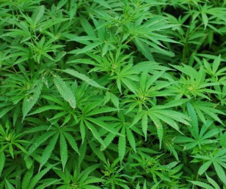 Studiu: CANNABISUL poate STOPA ÎMBĂTRÂNIREA