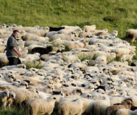 Un cioban român dă în judecată Uniunea Europeană