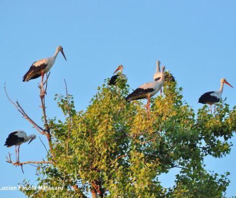 A început numărătoarea berzelor. Descarcă și tu aplicația