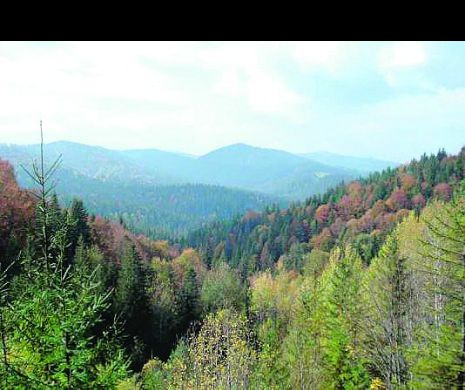 Bărbat dispărut în pădurea Gurahonț