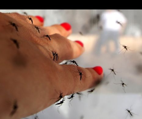 Cazuri SUSPECTE de WEST NILE la Bacău. Virusul tropical e transmis prin țânțari