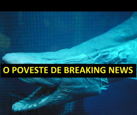 CREATURA din ADÂNCURI a ajuns pe ȚĂRM. Doamne, ce priveliște… Cercetătorii au rămas muți