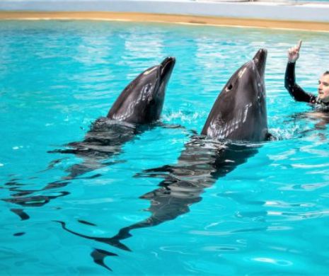 DELFINARIUL  din Constanța, în GREVĂ