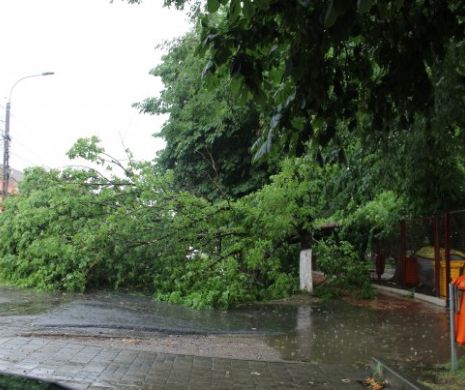 Furtuna face ravagii în Timiș