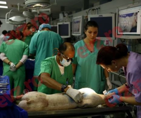 Panică în țară! Autoritățile au luat măsuri urgente! Focar puternic de febră porcină africană, boala pentru care nu există leac
