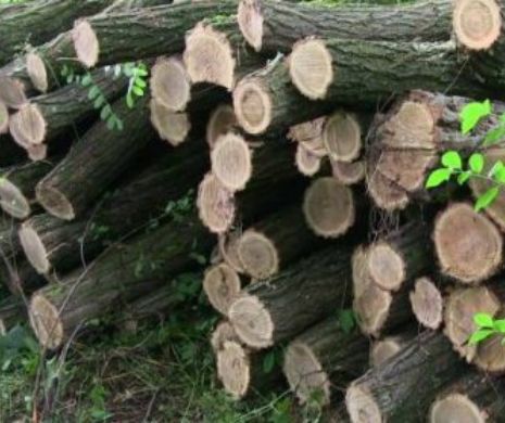 Sătenii din Timiș își apără singuri pădurile de tăietorii de lemne
