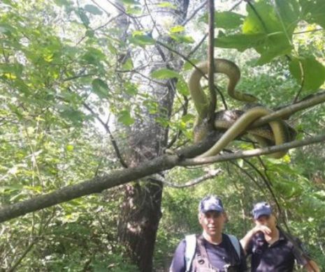 Un animal monstruos bântuie pădurile de pe malul Prutului. Localnicii sunt terorizați. Bestia atacă orice vietate!