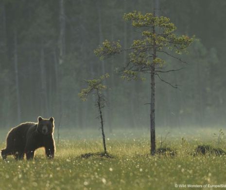 Ariile naturale protejate din România rămân neprotejate: custozii, înlăturați, urgent, de Guvern
