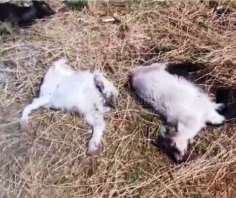 BOTOŞANI. 15 iezi şi şase capre omorâte cu parul de un cioban nebun