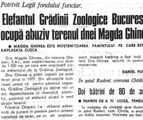 Elefănțica Gaya, de la ZOO Băneasa, a abuzat o femeie