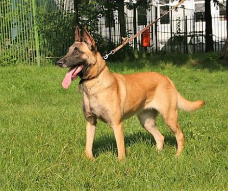 FEMEIE MUTILATĂ de un CÂINE de RASĂ, la Constanța
