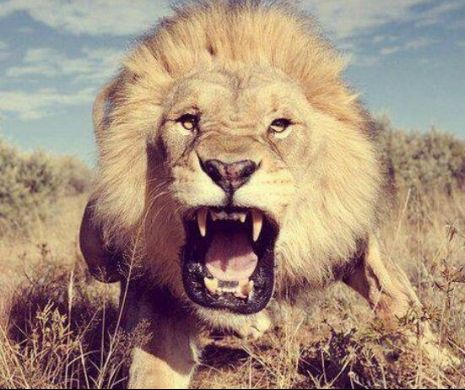 Final TRAGIC pentru mai mulți BRACONIERI. Au fost MÂNCAȚI de LEI