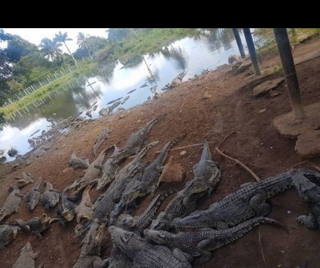 GROAZA a pus stăpânire pe oameni. Sute de animale au fost ucise într-un acces de furie.