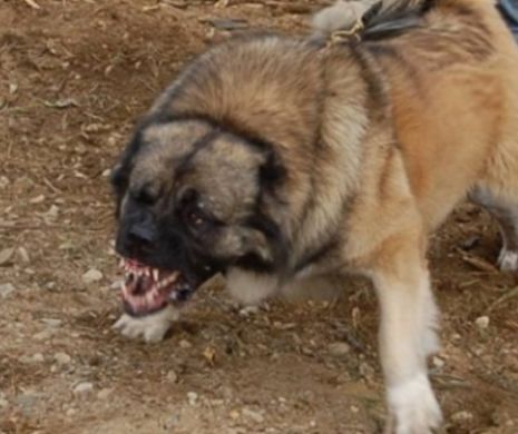 News Alert! Scene de GROAZĂ în CENTRUL Capitalei! O femeie a fost MUTILATĂ