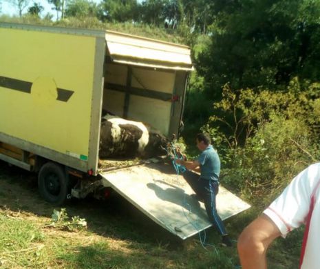 „Noaptea minții” în comuna Scrioaștea – Teleorman. Camelia, o vacă moartă, ține mii de oameni sub amenințarea unei epidemii