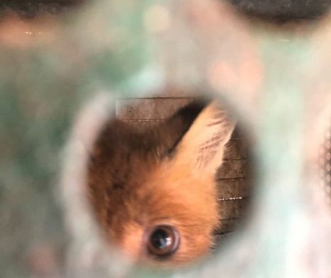 Percheziții. Animale captive și congelate descoperite la braconieri