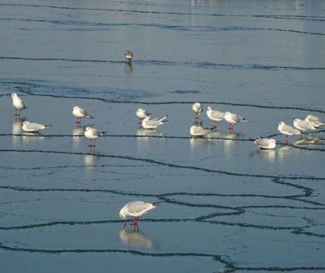 Pescăruși beți în Anglia