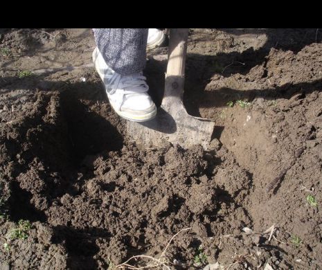 Povestea unei CRIME îngrozitoare! Un bărbat și-a îngropat concubina de vie pe un câmp de lângă Iași.  Criminalul a recunoscut totul