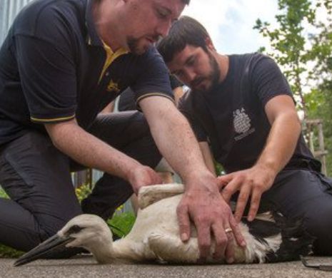 Premieră. Prima BARZĂ cu BULETIN de București! Înaripata e păzită și tratată regește