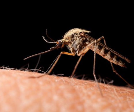 Alo, Primăria? Mă pişcă ţânţarii