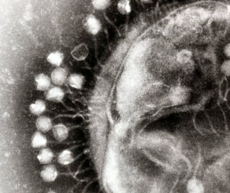 Au murit ȘASE oameni din cauza infecțiilor. Nu există LEAC împotriva acesteia, dar cine scapă e imun pe viață