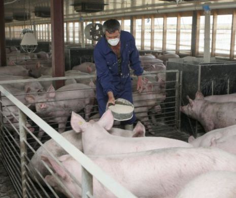 AVERTISMENT SUMBRU: În ROMÂNIA nu se vor mai CREȘTE PORCI în următorii 20 de ANI