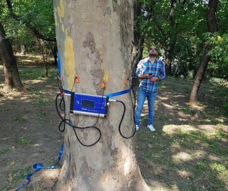 Copacii din București, consultați cu tomograful