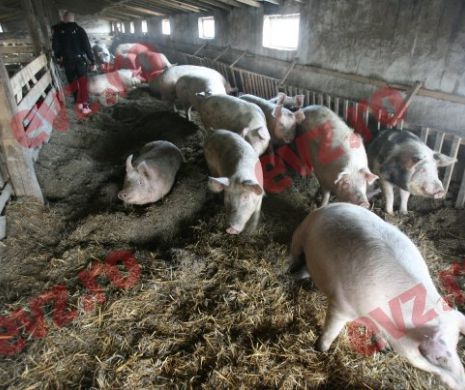 Pesta PORCINĂ a declanșat IADUL în România. Anunțul care oferă o IMAGINE CLARĂ a DEZASTRULUI