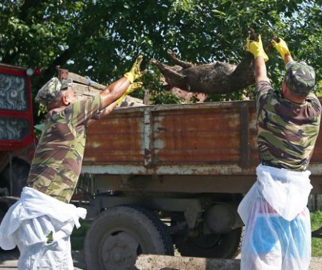 Pesta porcină, statistică înfiorătoare. Peste 70.000 de porci au fost sacrificați până acum