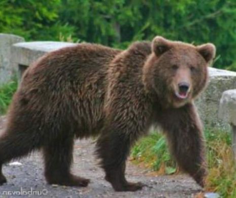 RĂNIȚI de urși în BRAȘOV