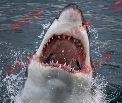 S-a BĂTUT cu un RECHIN pentru un PEŞTE rănit