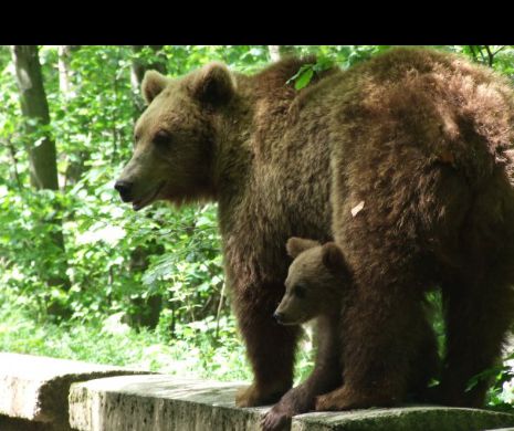 BĂRBAT atacat de URS în HARGHITA. Autoritățile locale cer GUVERNULUI să ia MĂSURI de URGENȚĂ