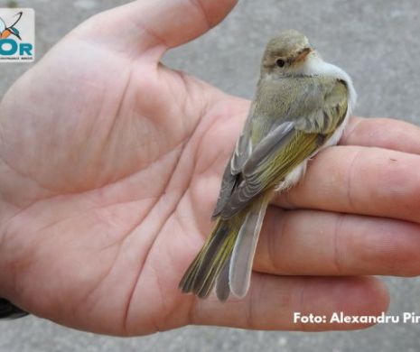 Descoperire de senzație pentru ornitologi. O specie de pitulice nouă pentru fauna României
