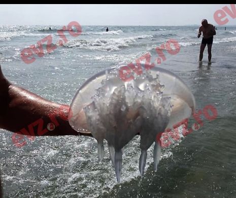 Litoralul, invadat de meduze uriașe
