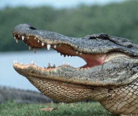 O MAMĂ și COPILUL ei, victimele CROCODILULUI MÂNCĂTOR de OAMENI