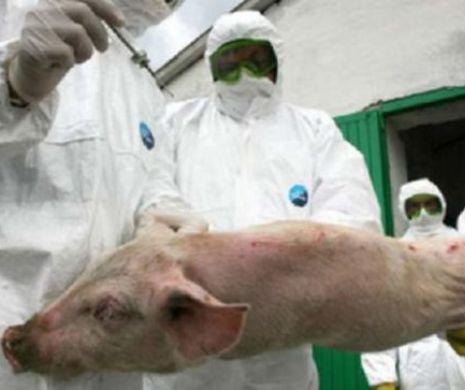 PANICĂ în Bulgaria. Pesta porcină se extinde și în țara vecină. Primul focar a fost depistat la o fermă lăngă granița cu România