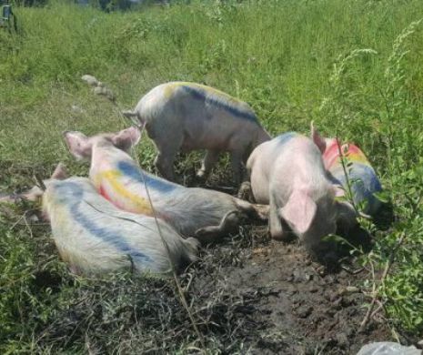 Pesta africană a cuprins 12 județe. FERMĂ ILEGALĂ de PORCI într-o UNITATE MILITARĂ. Dezvăluiri ȘOCANTE